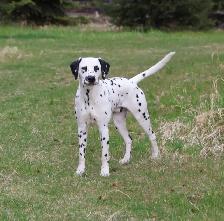 Dalmatian looking for a Soft 'Spot' to land - Photo 3