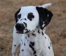 Dalmatian looking for a Soft 'Spot' to land - Photo 4