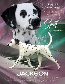 Dalmatian looking for a Soft 'Spot' to land - Photo 5