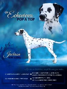 Dalmatian looking for a Soft 'Spot' to land - Photo 7