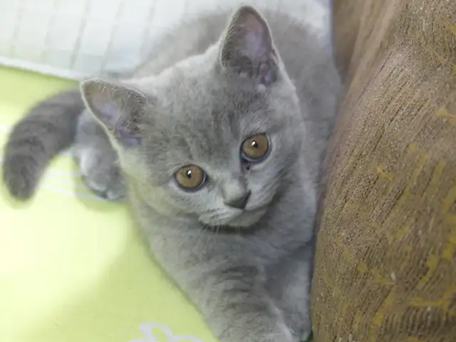 British Shorthair ,pure race