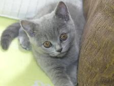 British Shorthair ,pure race