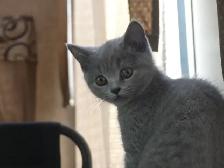 British Shorthair ,pure race - Photo 2