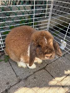 holland lop