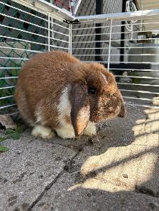 holland lop - Photo 3