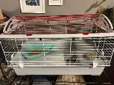 holland lop - Photo 4