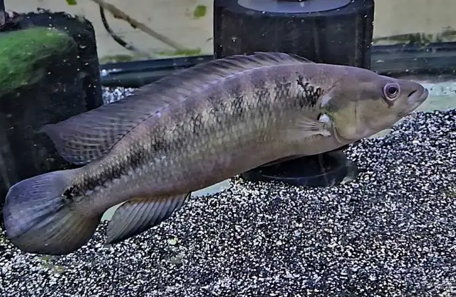 sveni pike male 9'