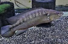 sveni pike male 9'