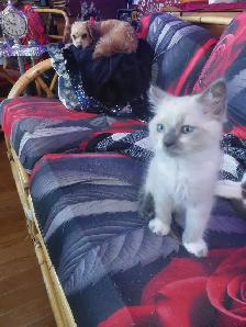 BEAUTIFUL NON STANDARD MUNCKIN KITTENS