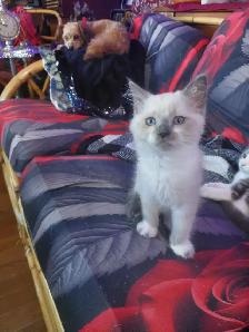 BEAUTIFUL NON STANDARD MUNCKIN KITTENS - Photo 2