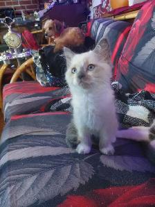 BEAUTIFUL NON STANDARD MUNCKIN KITTENS - Photo 3