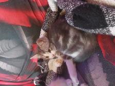 BEAUTIFUL NON STANDARD MUNCKIN KITTENS - Photo 4