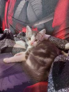 BEAUTIFUL NON STANDARD MUNCKIN KITTENS - Photo 5