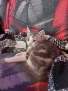 BEAUTIFUL NON STANDARD MUNCKIN KITTENS - Photo 6