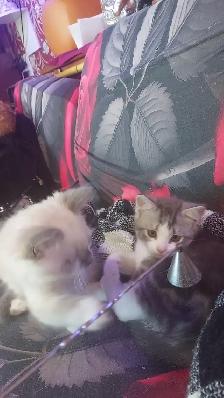 BEAUTIFUL NON STANDARD MUNCKIN KITTENS - Photo 7