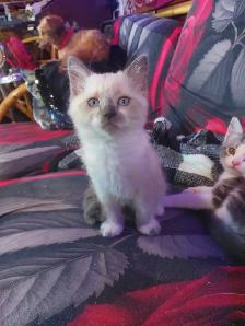 BEAUTIFUL NON STANDARD MUNCKIN KITTENS - Photo 8