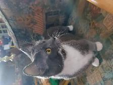 BEAUTIFUL NON STANDARD MUNCKIN KITTENS - Photo 9
