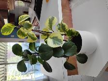 3PLANTES 23'HAU:2 VERTES FONCÉE 1 VERT PALE DANS POT BLANC$15.00 - Photo 2