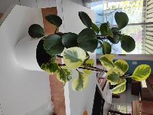 3PLANTES 23'HAU:2 VERTES FONCÉE 1 VERT PALE DANS POT BLANC$15.00 - Photo 3