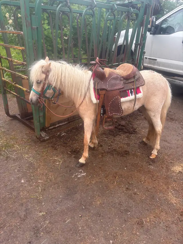 3 year broke to ride mini pony