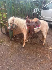 3 year broke to ride mini pony