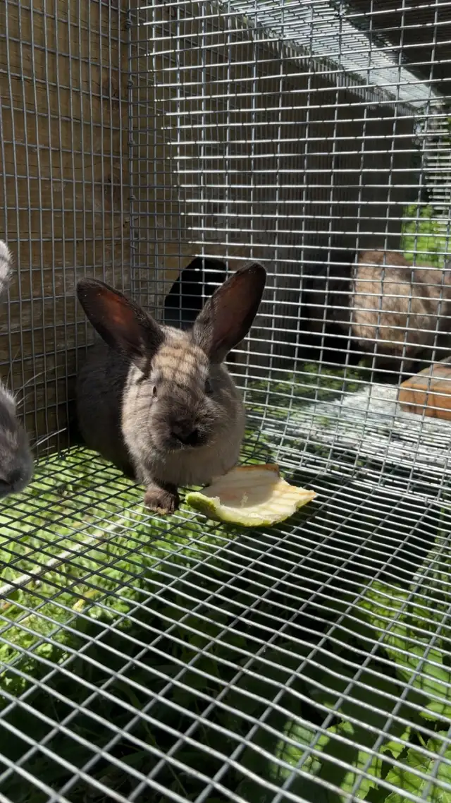 Baby bunnies