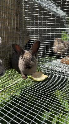 Baby bunnies