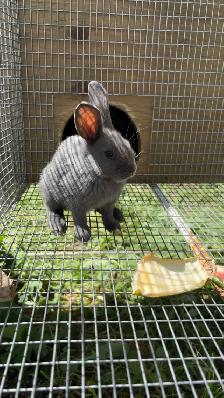 Baby bunnies - Photo 2