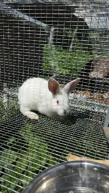 Baby bunnies - Photo 3