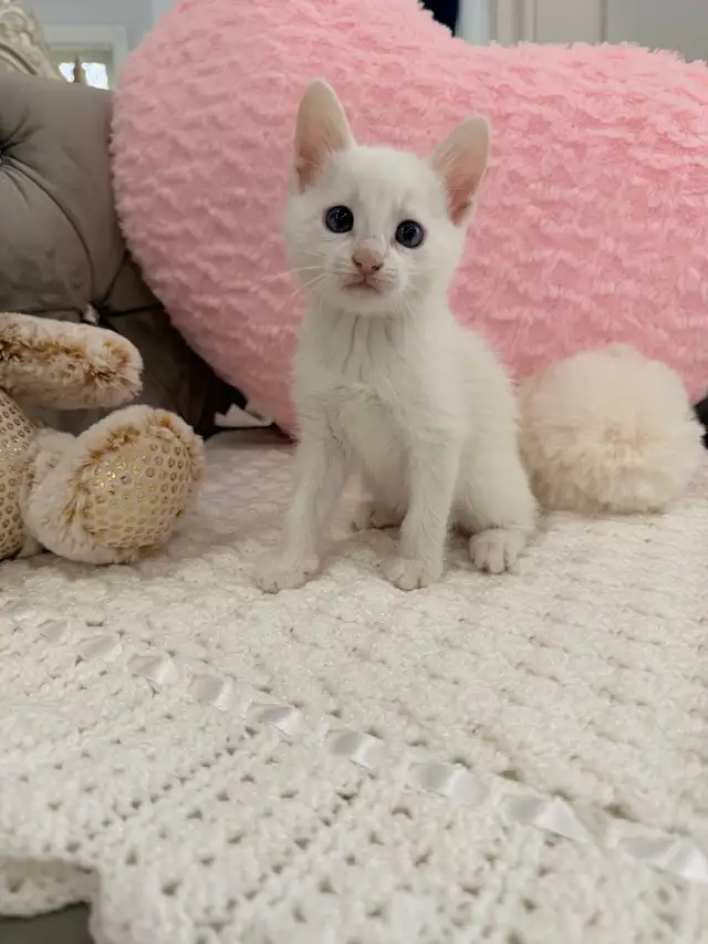 ⭐️❤️Siamese Kitten ❤️⭐️(647) 362-8118