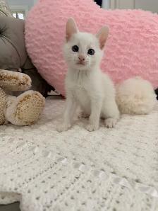 ⭐️❤️Siamese Kitten ❤️⭐️(647) 362-8118