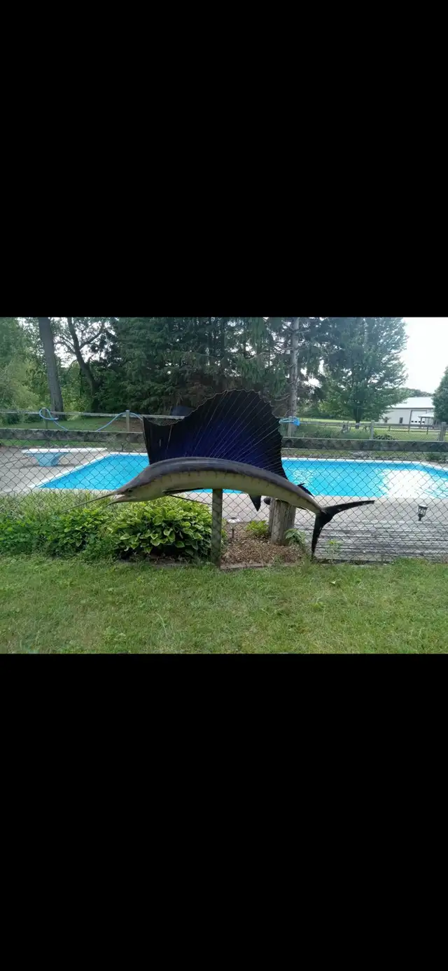 sailfish