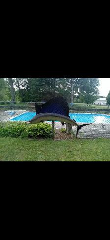 sailfish