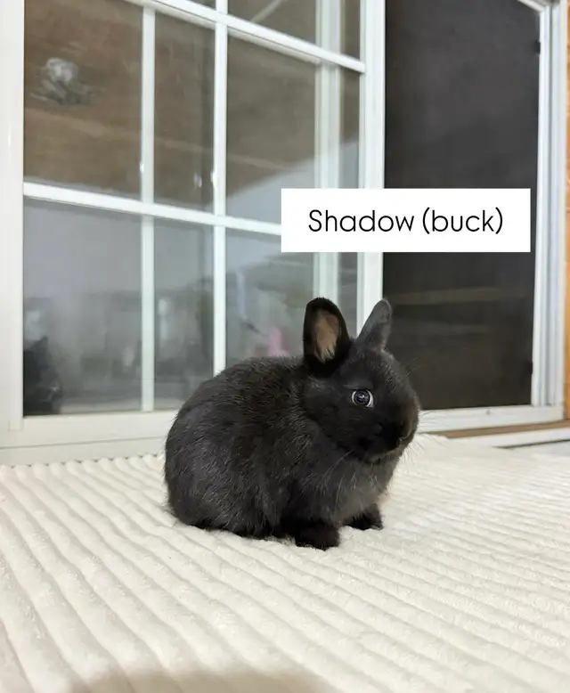 Tiny Netherland Dwarf baby bunny