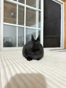 Tiny Netherland Dwarf baby bunny - Photo 3