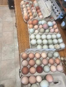 heritage chicks and fertile eggs still available