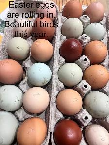 heritage chicks and fertile eggs still available - Photo 2