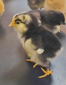 heritage chicks and fertile eggs still available - Photo 3