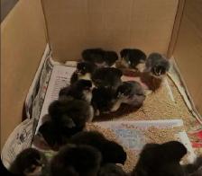 heritage chicks and fertile eggs still available - Photo 5