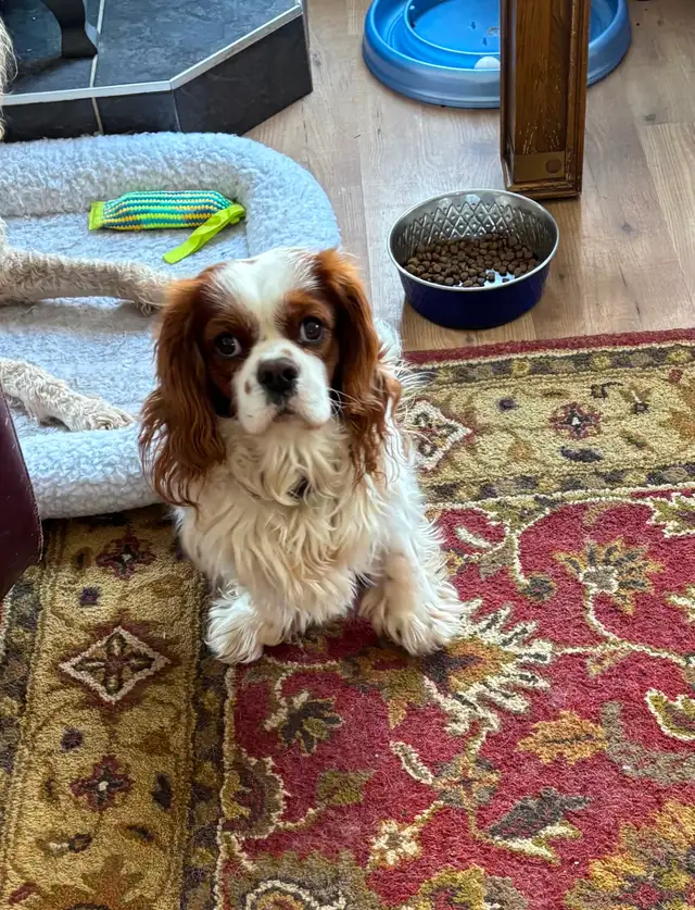 MALE KING CHARLES CAVALIER