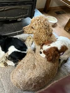 MALE KING CHARLES CAVALIER - Photo 2