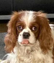 MALE KING CHARLES CAVALIER - Photo 3