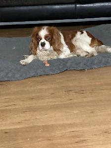 MALE KING CHARLES CAVALIER - Photo 4