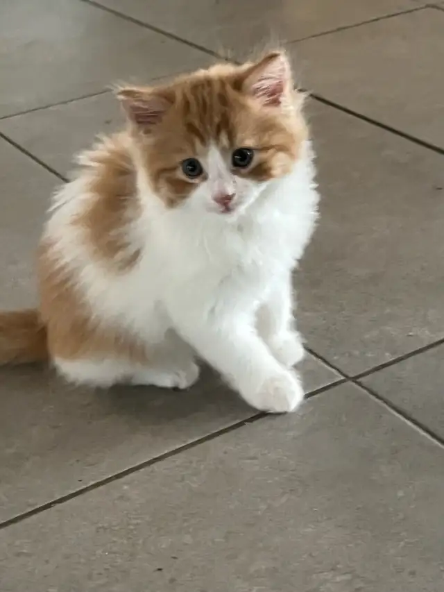chaton a donné