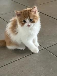 chaton a donné