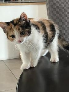 chaton a donné - Photo 2