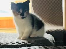 chaton a donné - Photo 3