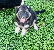 German shepherd/Rottweiler pups