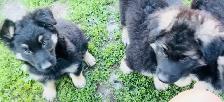 German shepherd/Rottweiler pups - Photo 2
