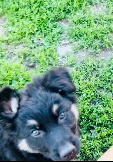 German shepherd/Rottweiler pups - Photo 3
